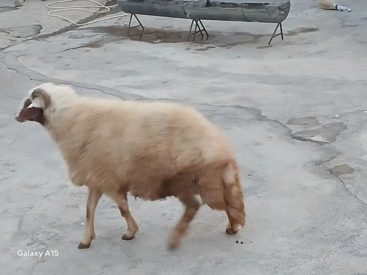 یک عدد قوچ سنجابی|حیوانات مزرعه|کرمانشاه, |دیوار