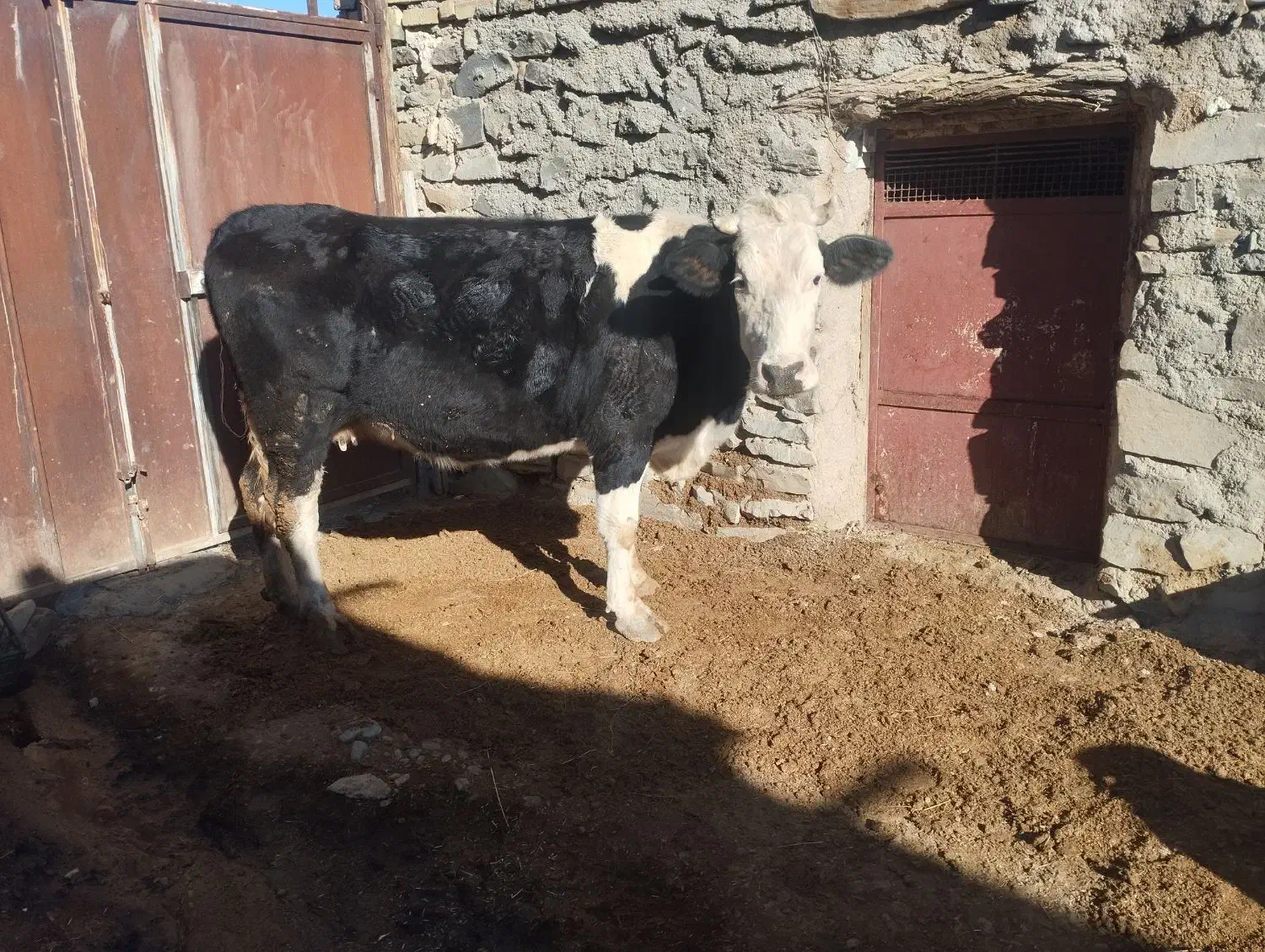 یک عددگاو سیمینتال هشت ماه ابستن شکم دوم|حیوانات مزرعه|رزن, |دیوار