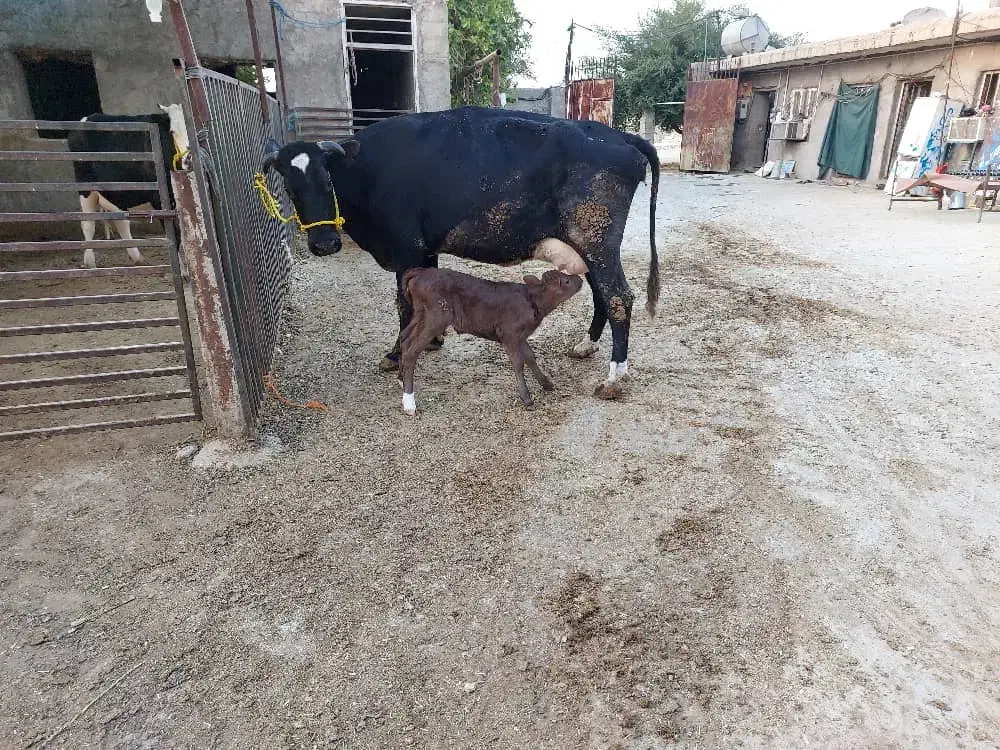 یک راس گاو برانس زایید|حیوانات مزرعه|بهبهان, |دیوار