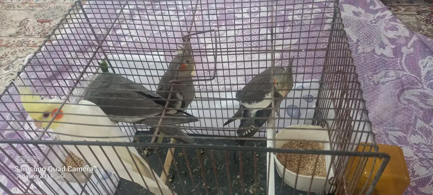 عروس هلندی|پرنده|قم, نخودی|دیوار