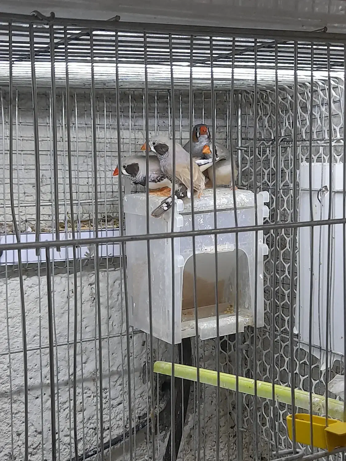 فنچ لپ سیاه معاوضه با بنگالی|پرنده|تبریز, |دیوار