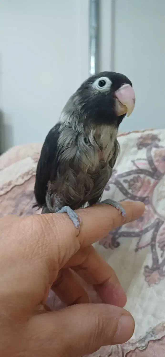 طوطی نقابدار ماده معاوضه انگشتر نقره|پرنده|فردیس, شهرک وحدت|دیوار