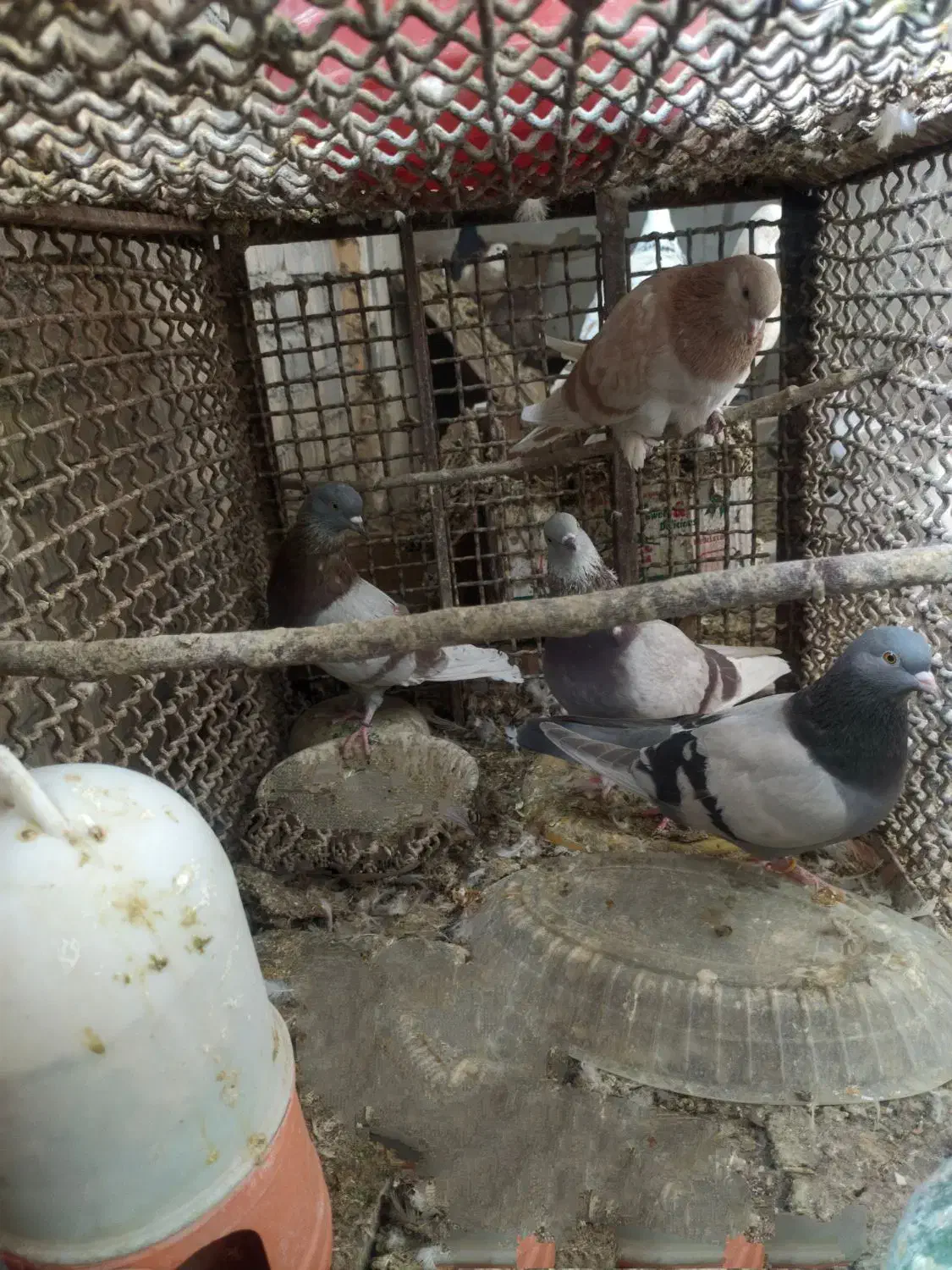 کبوتر کهنه و مفلقه و گمشده|پرنده|کاشان, پاقپان|دیوار