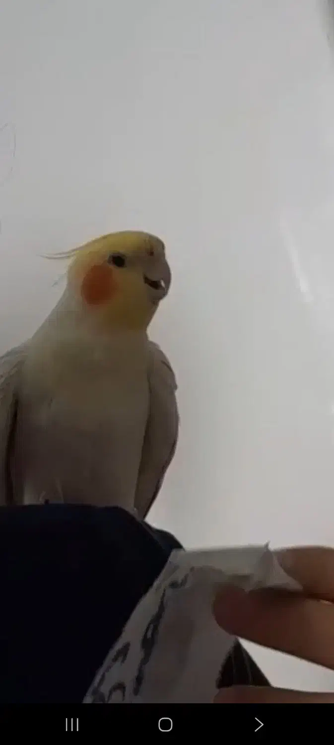 گمشده .|حیوانات|اردبیل, |دیوار