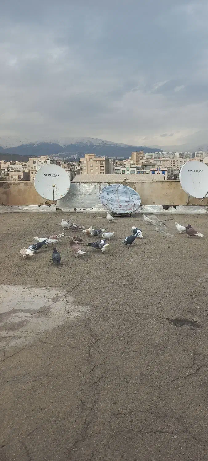 کفتر|پرنده|تهران, اوقاف|دیوار