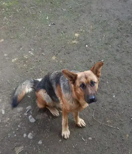 پیدا شده سگ ژرمن|حیوانات|پرهسر, |دیوار