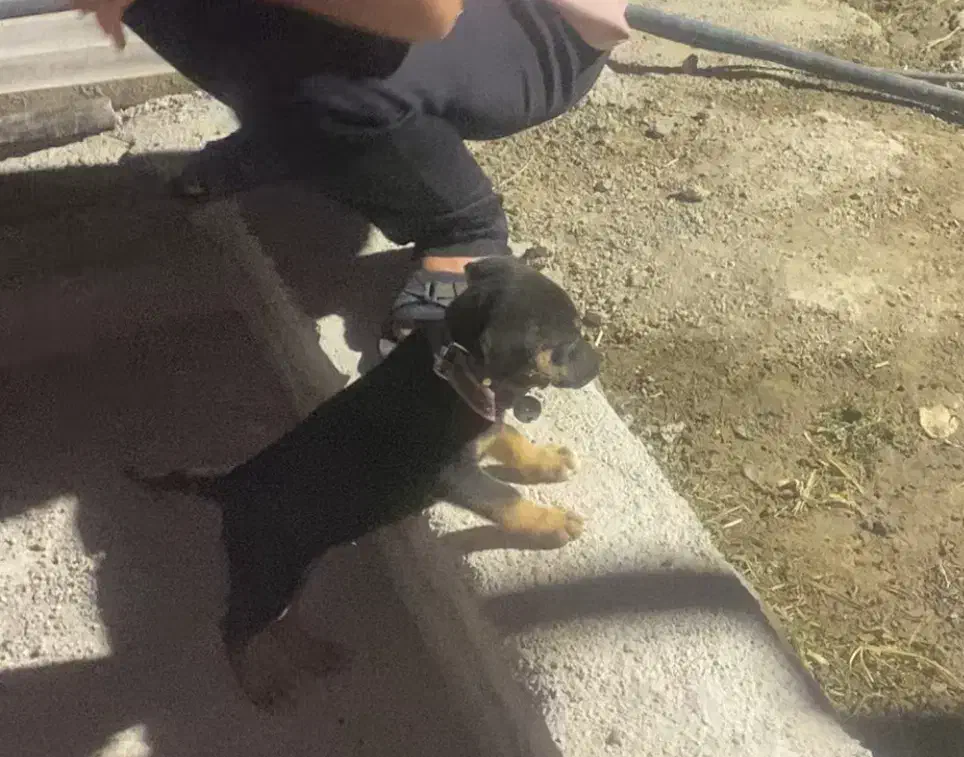 گمشده /توله / دو تومن مژدگانی|حیوانات|دورود, |دیوار