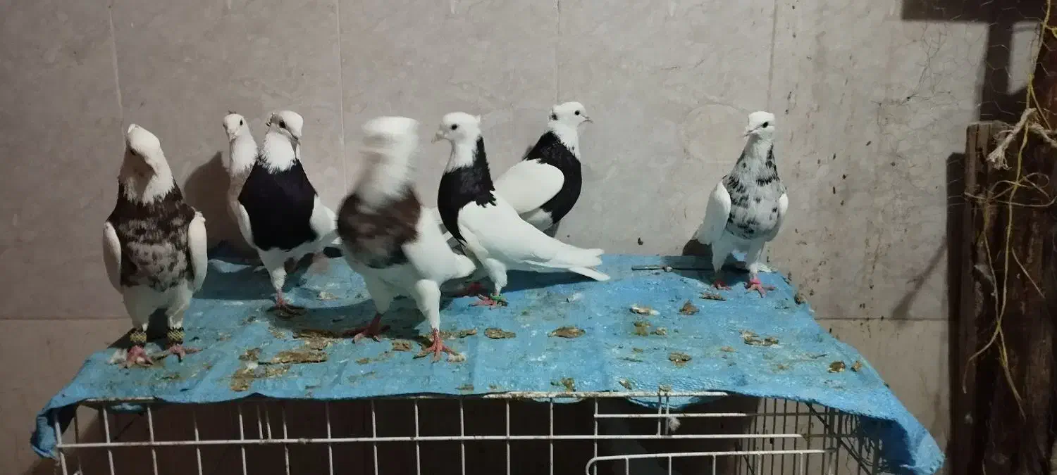 طوقی|پرنده|کارزان, |دیوار