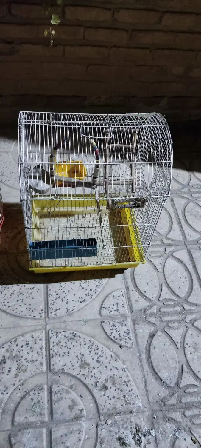 دو عدد قفس|لوازم جانبی حیوانات|قزوین, |دیوار