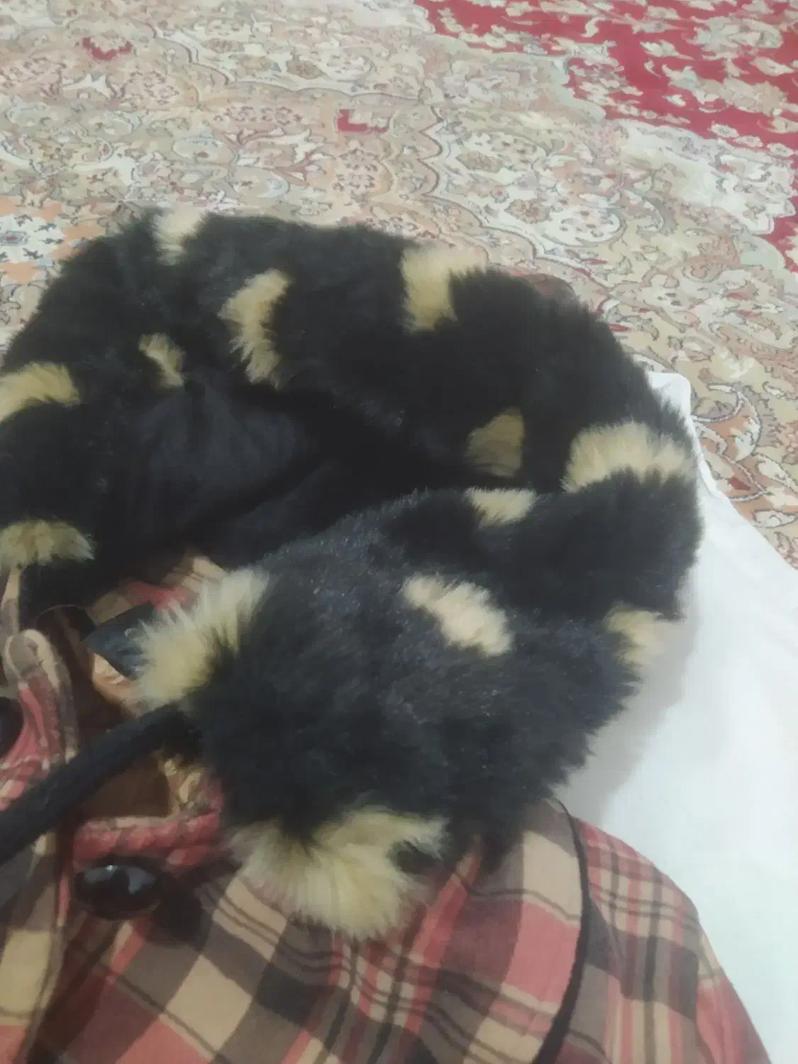 پالتو شیک و نوو|لباس|شیراز, ملاصدرا|دیوار