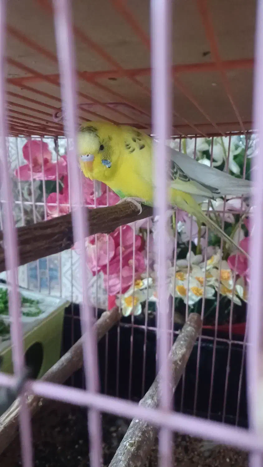 مرغ عشق|پرنده|اندیمشک, |دیوار