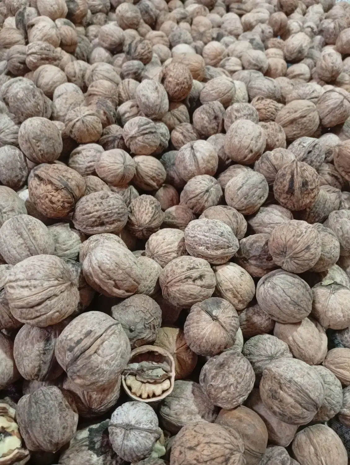 گردویاسوج|خوردنی و آشامیدنی|شیراز, دشت چنار|دیوار