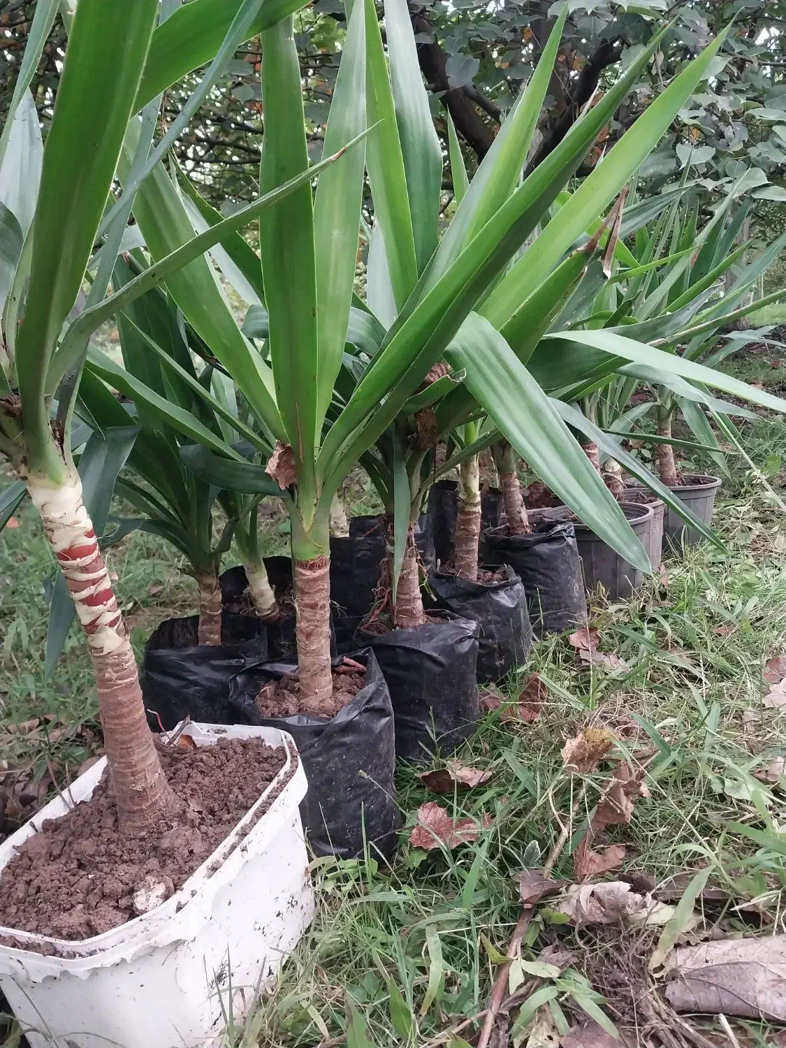 یوکا چند ساله|گل و گیاه طبیعی|رشت, حومه رشت|دیوار