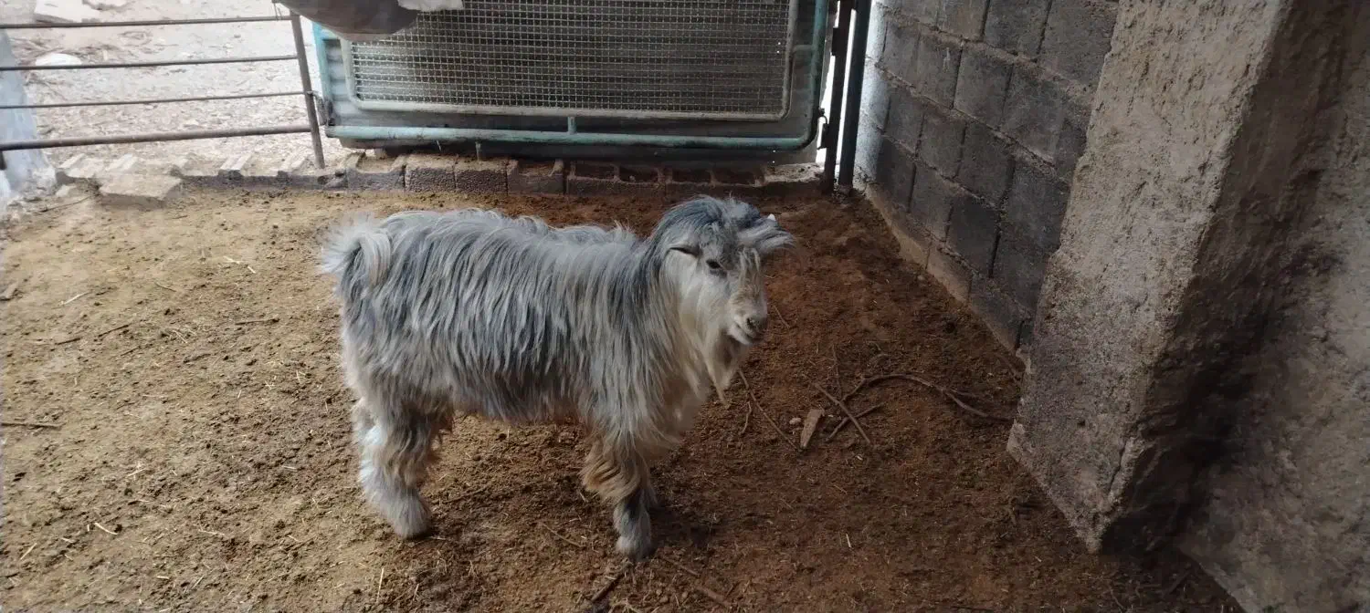 فروش 8عدد بز و بزغاله سالم|حیوانات مزرعه|نجفآباد, فیروزآباد|دیوار