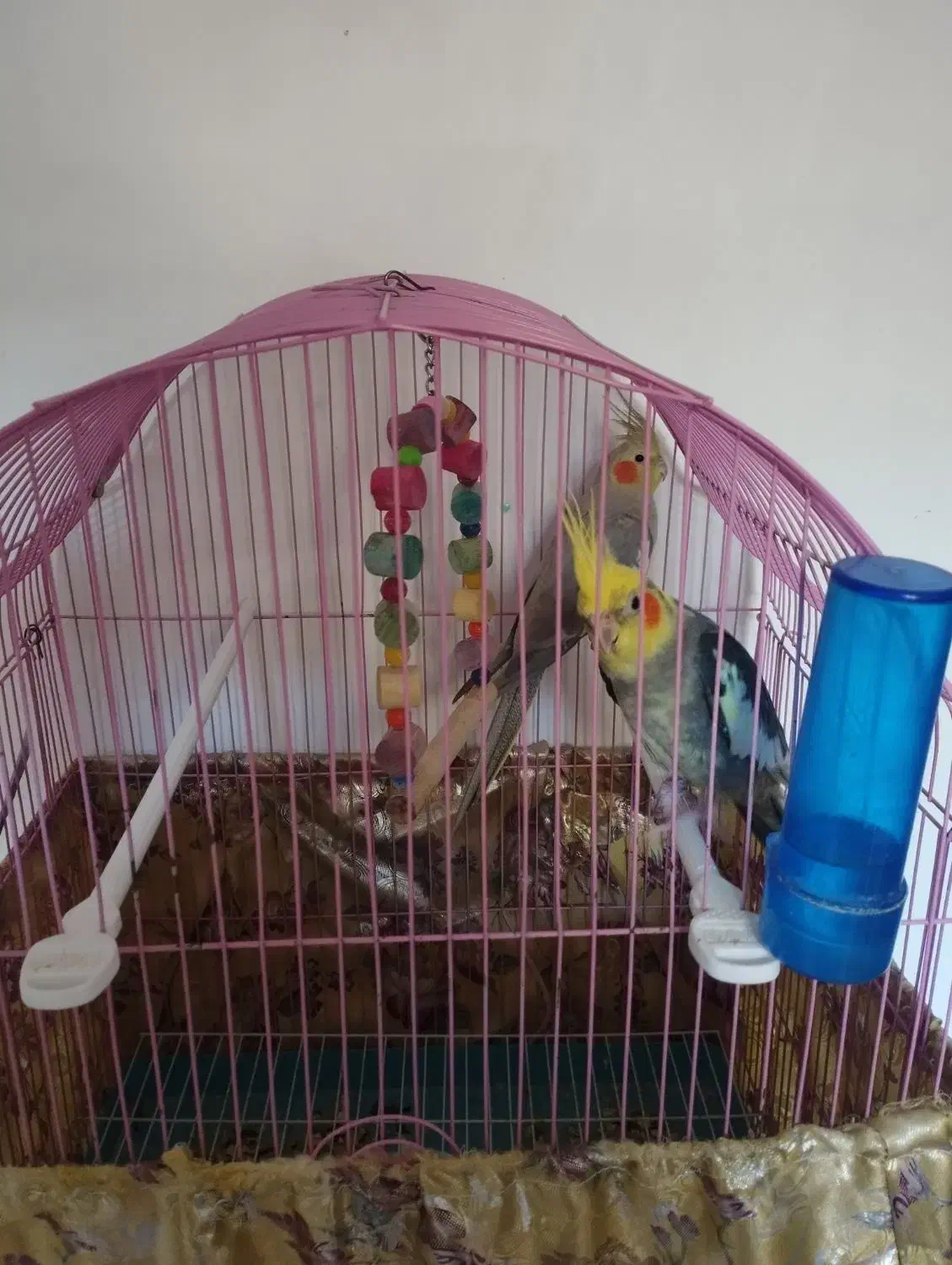 عروس هلندی سخنگو|پرنده|سراب, |دیوار