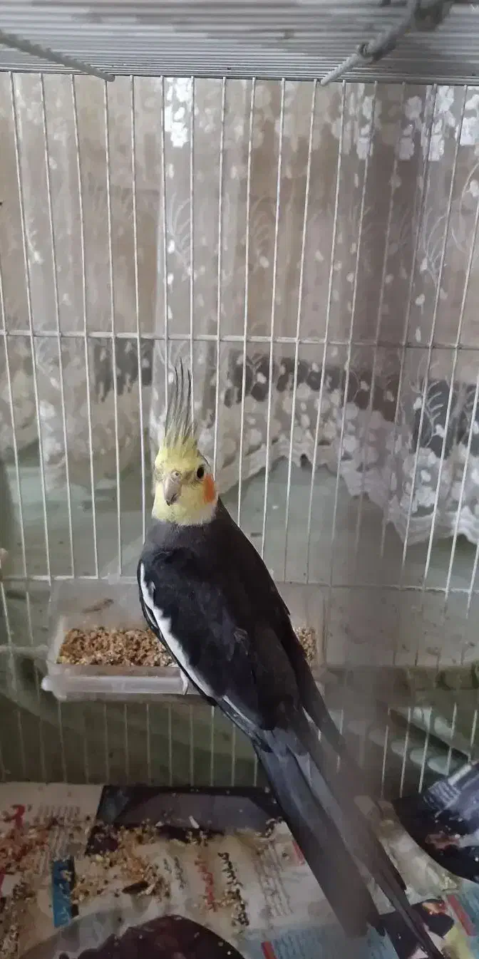 عروس هلندی جفت مولد سخن گو|پرنده|مشهد, حجت|دیوار