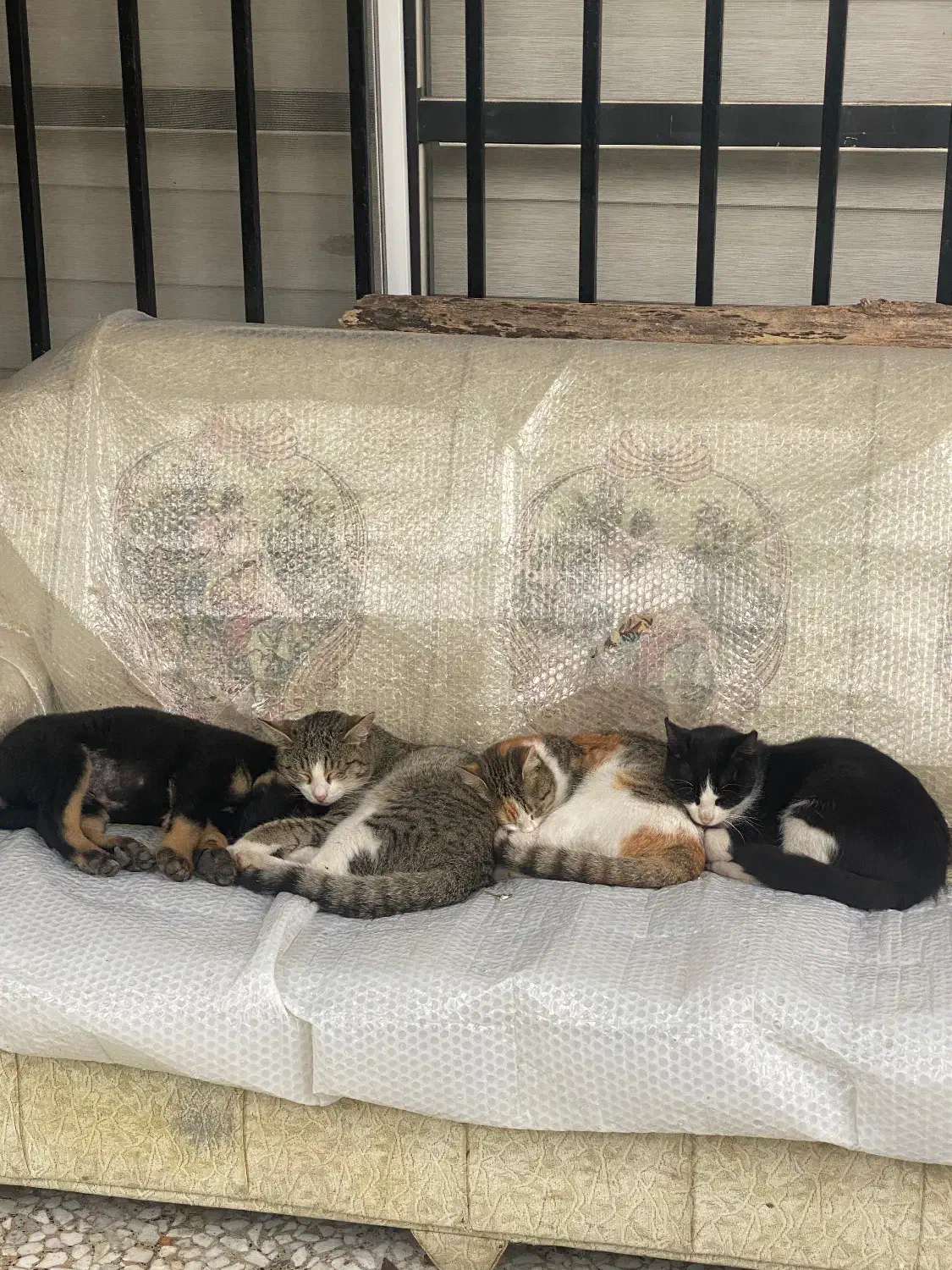 واگذاری رایگان سگ ماده ژرمن دوبرمن|سگ|نوشهر, |دیوار