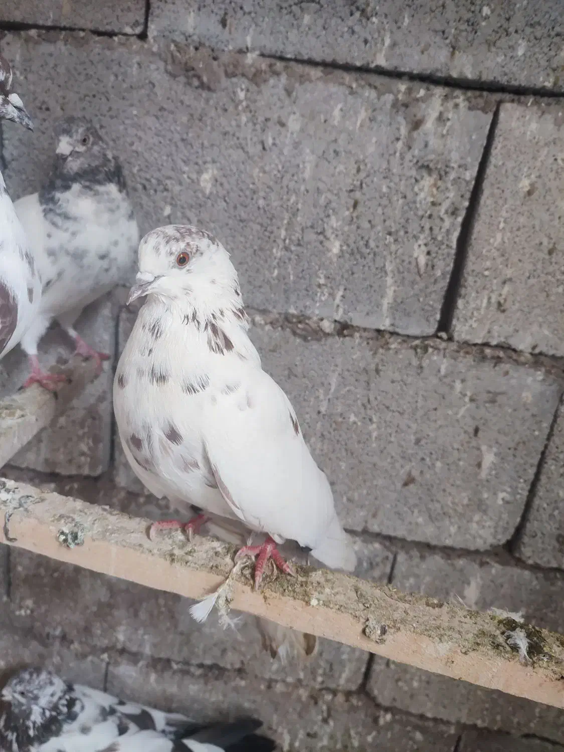 کبوتر پرشی شوط|پرنده|ماکو, |دیوار