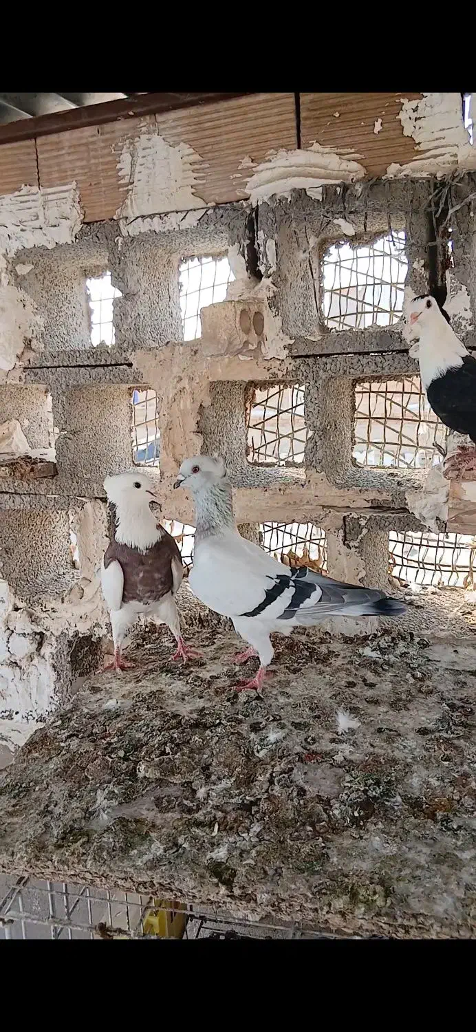 پرنده سالم وسرحال|پرنده|شوشتر, |دیوار