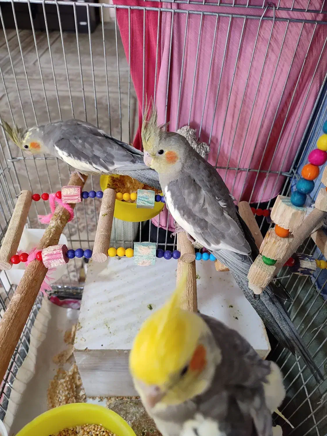 عروس هلندی سخنگو|پرنده|پاوه, |دیوار