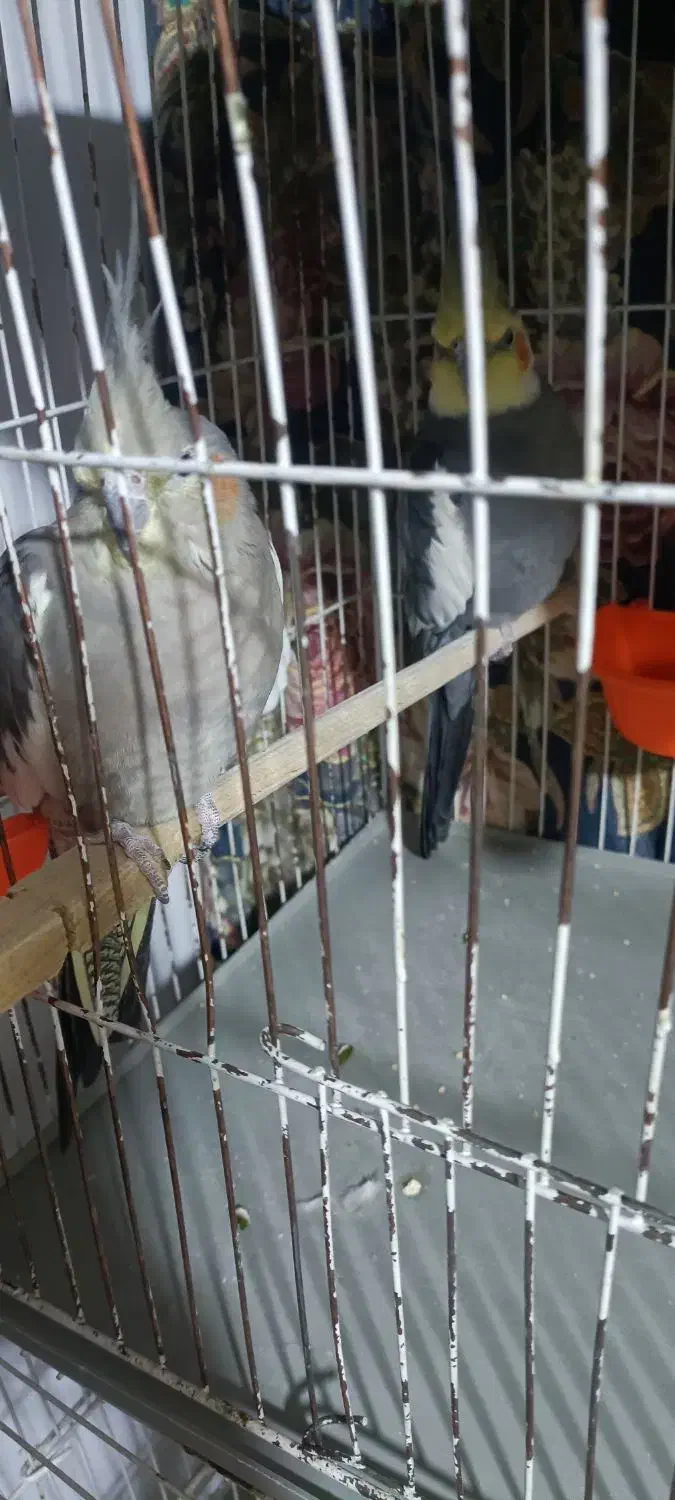 عروس هلندی جفت|پرنده|مشهد, شهید قربانی|دیوار