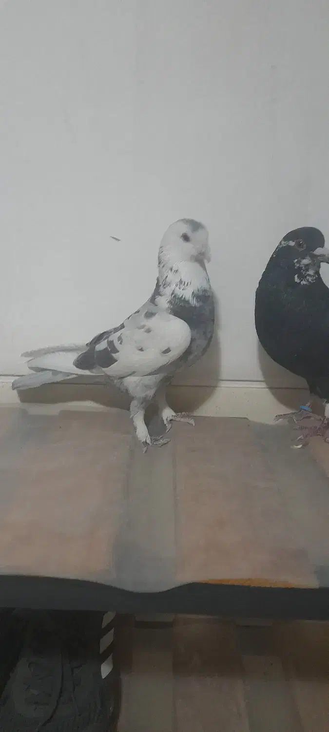 کفتر شهرستانی|پرنده|چهاردانگه (تهران), |دیوار