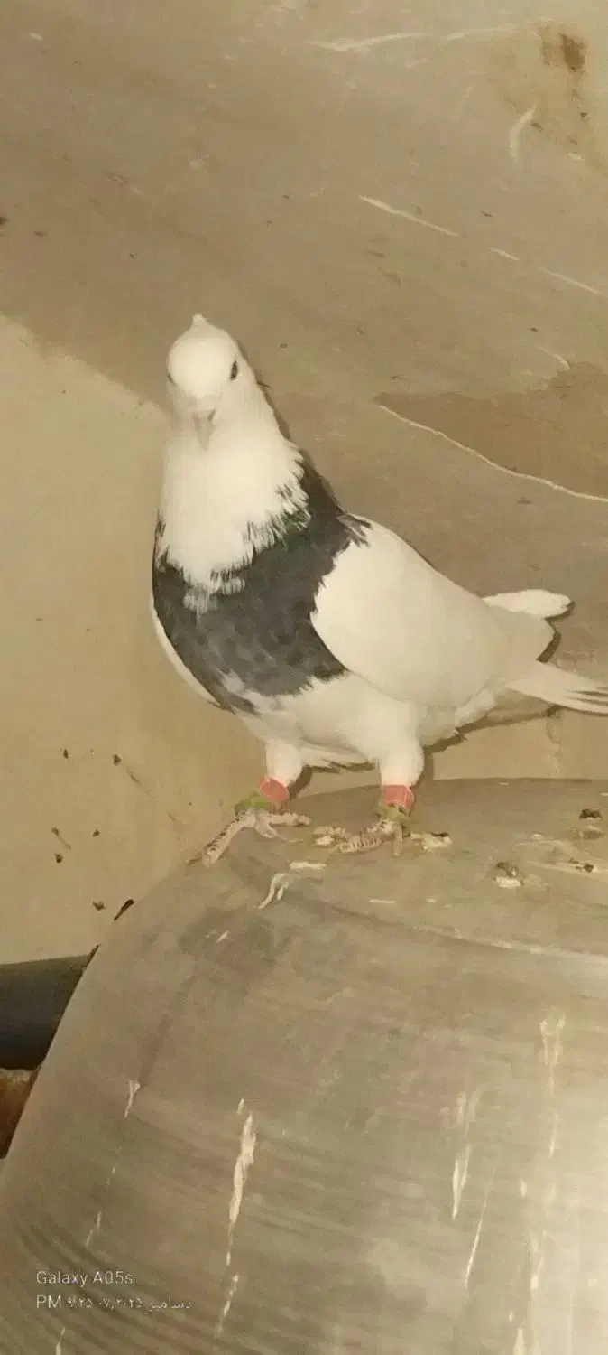 ساده و اصلی|پرنده|نیشابور, هفده شهریور|دیوار