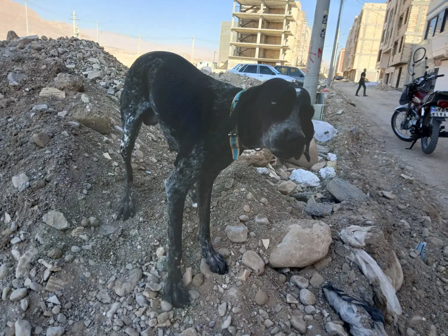 توله سگ شکاری دنبلان|سگ|گلی داغ, |دیوار