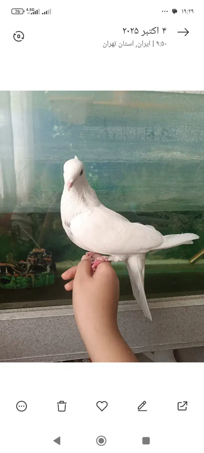 گمشده|حیوانات|کرج, چهارصد دستگاه|دیوار