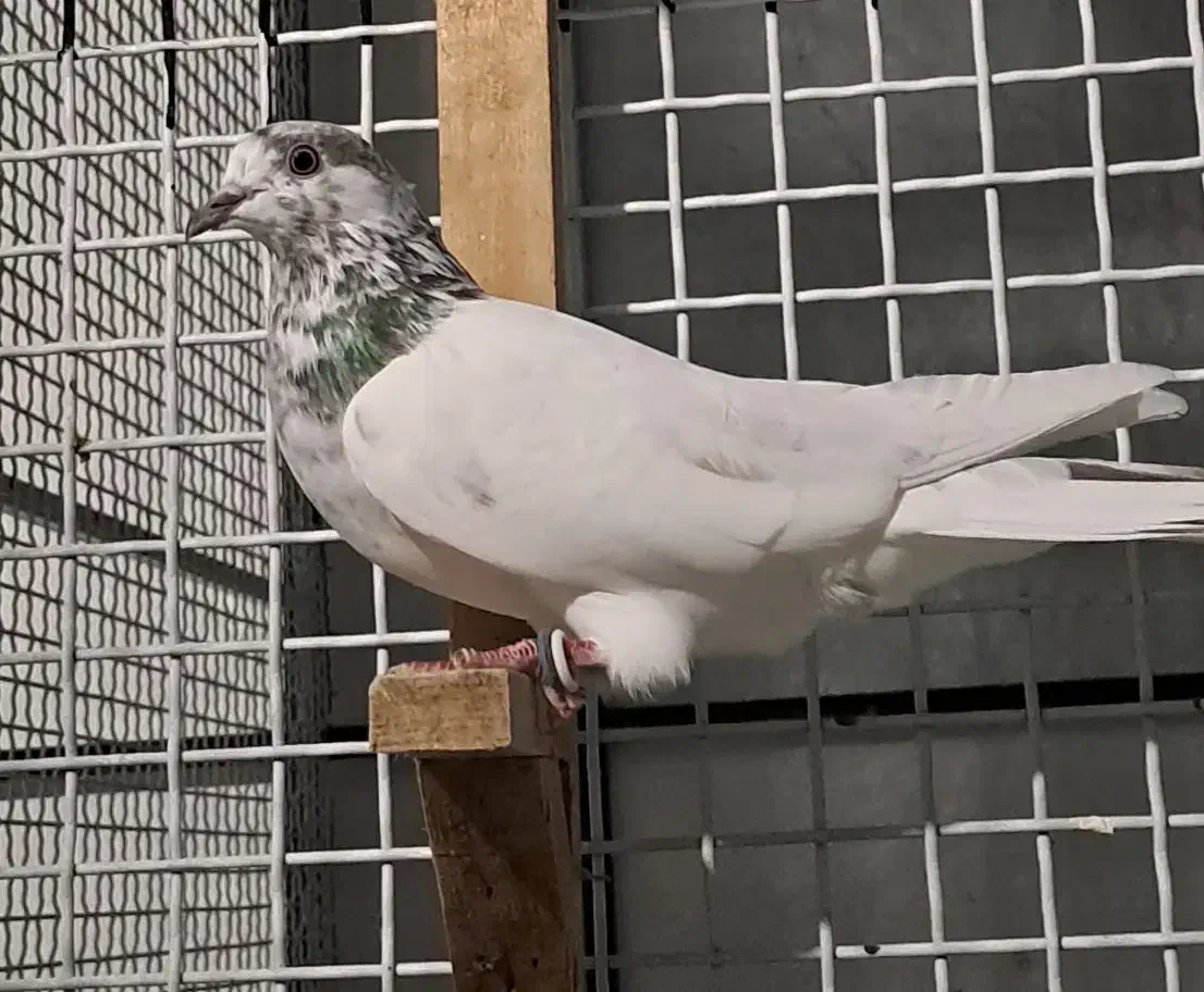 کبوتر هندی|پرنده|بوشهر, |دیوار