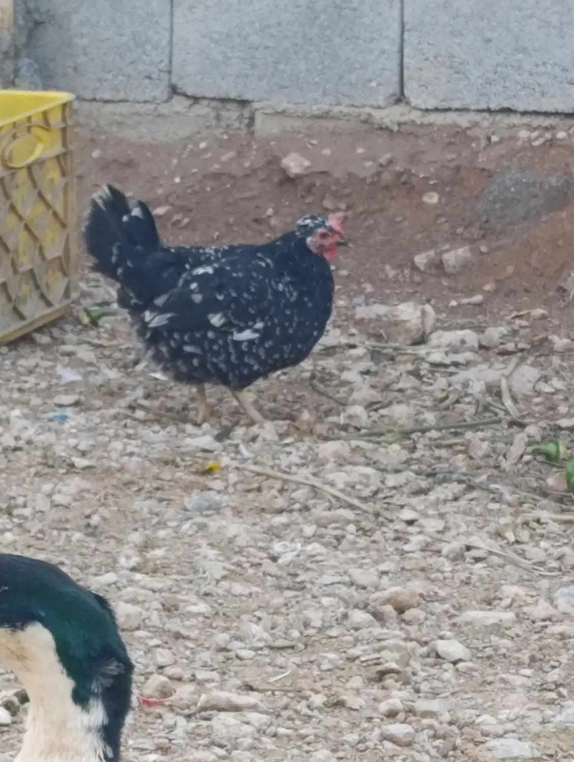 فروش مرغ و خروس گلین|حیوانات مزرعه|شاهینشهر, شهرک ردانی پور|دیوار