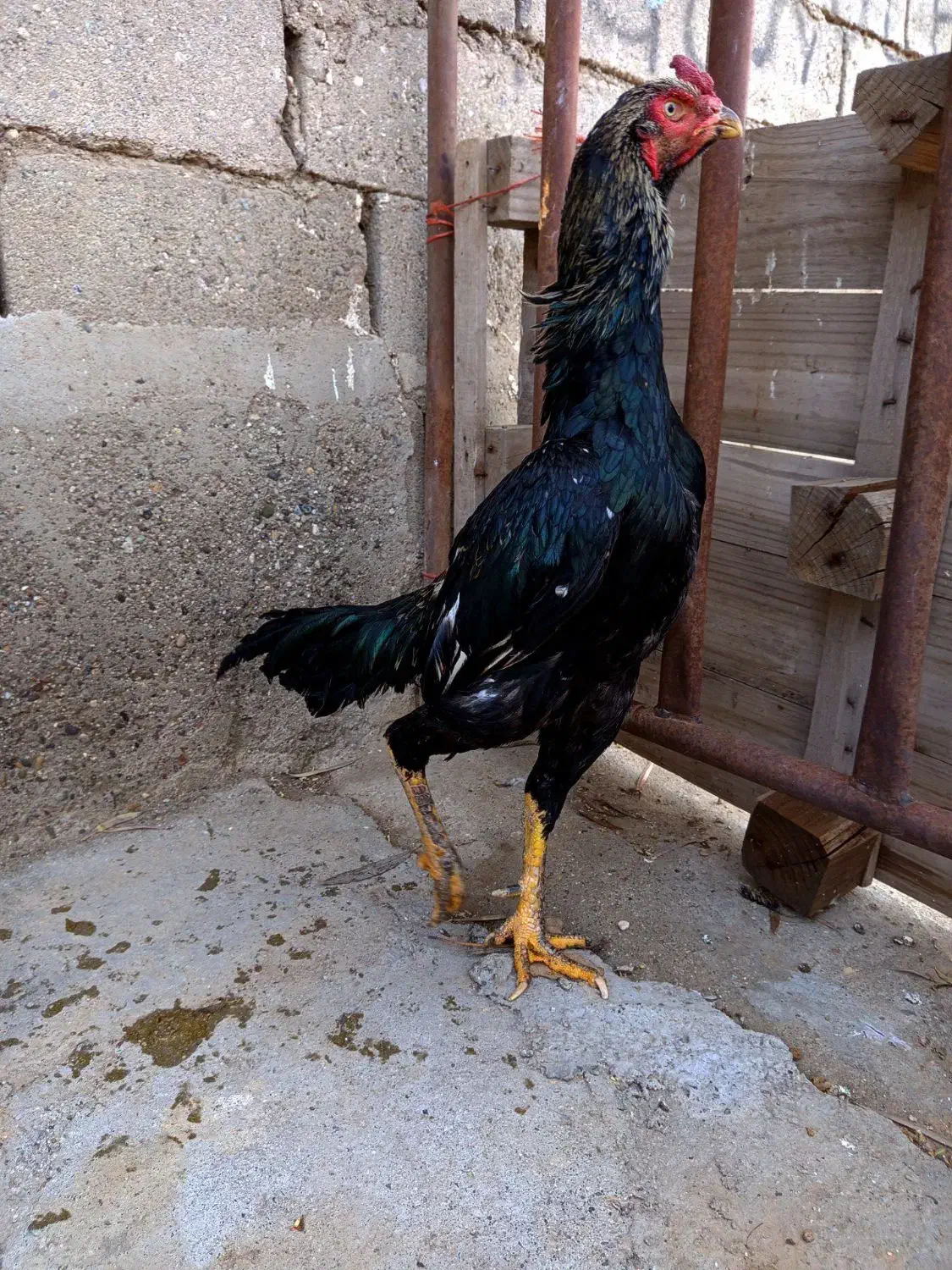 خروس|حیوانات مزرعه|خواجه, |دیوار