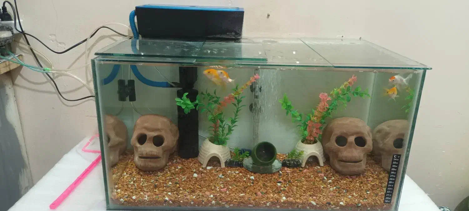 آکواریوم با ماهی|ماهی|تهران, باغ خزانه|دیوار