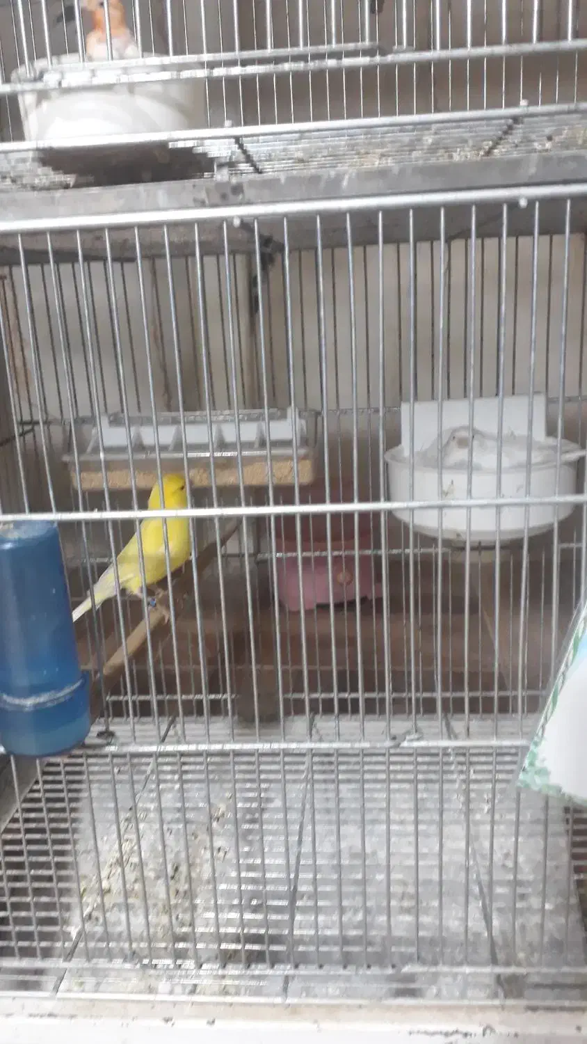 قناری|پرنده|برخوار, |دیوار