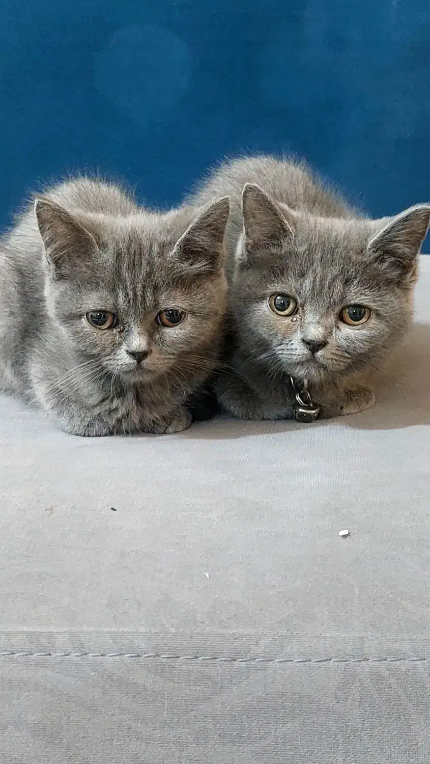 گربه طوسی اصیل|گربه|آمل, |دیوار