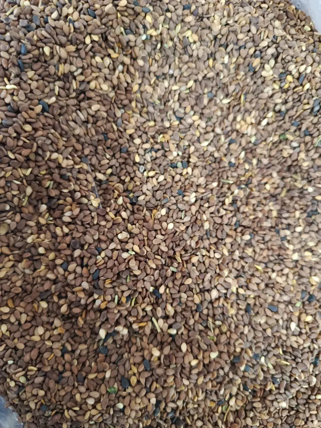 کنجد|عمدهفروشی|عطاملک, |دیوار