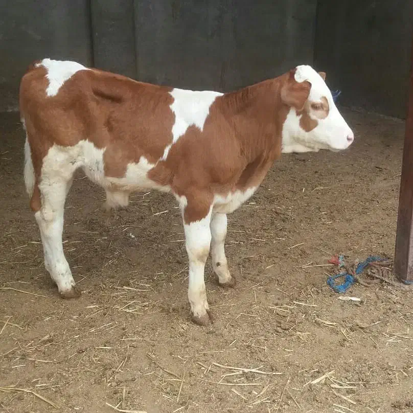 سیمینتال ۱۰۰کیلو الی ۳۰۰کیلو بفروش میرسد|حیوانات مزرعه|قم, جوی شور|دیوار