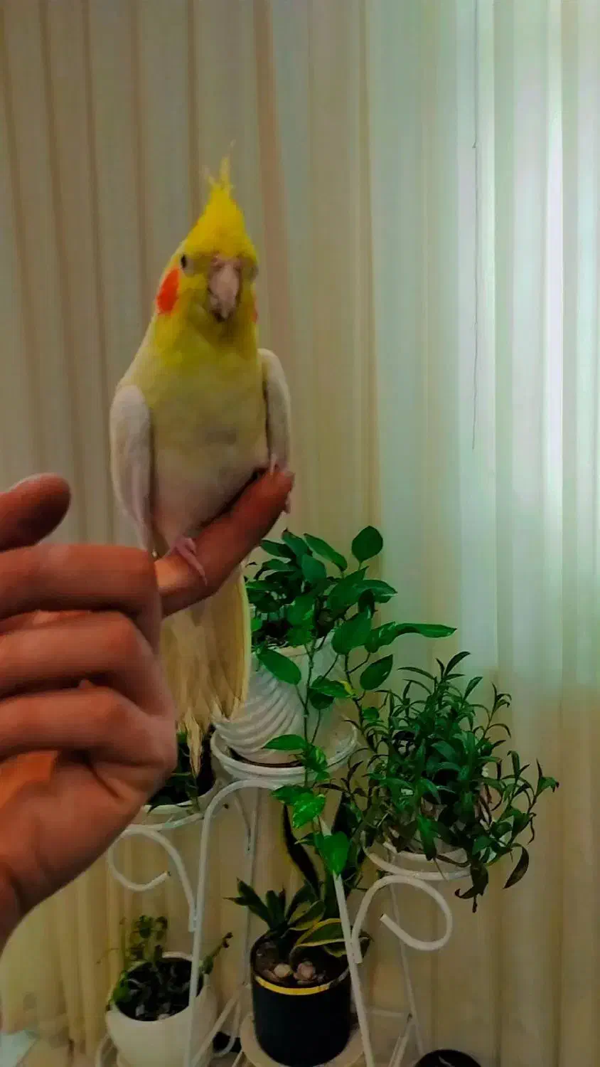 عروس هلندی رام مرغ عشق  معاوضه|پرنده|کرمان, |دیوار