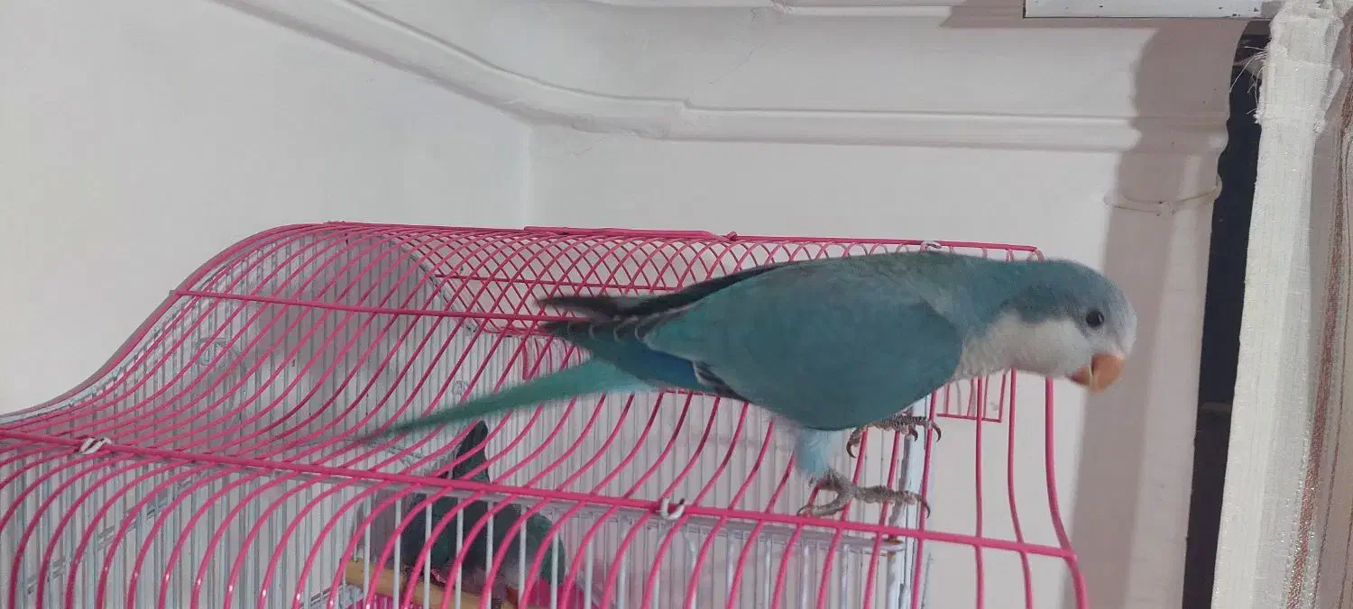 فروش جوجه راهب آبی سرلاکی و دونخور|پرنده|رشت, کوی قدس|دیوار