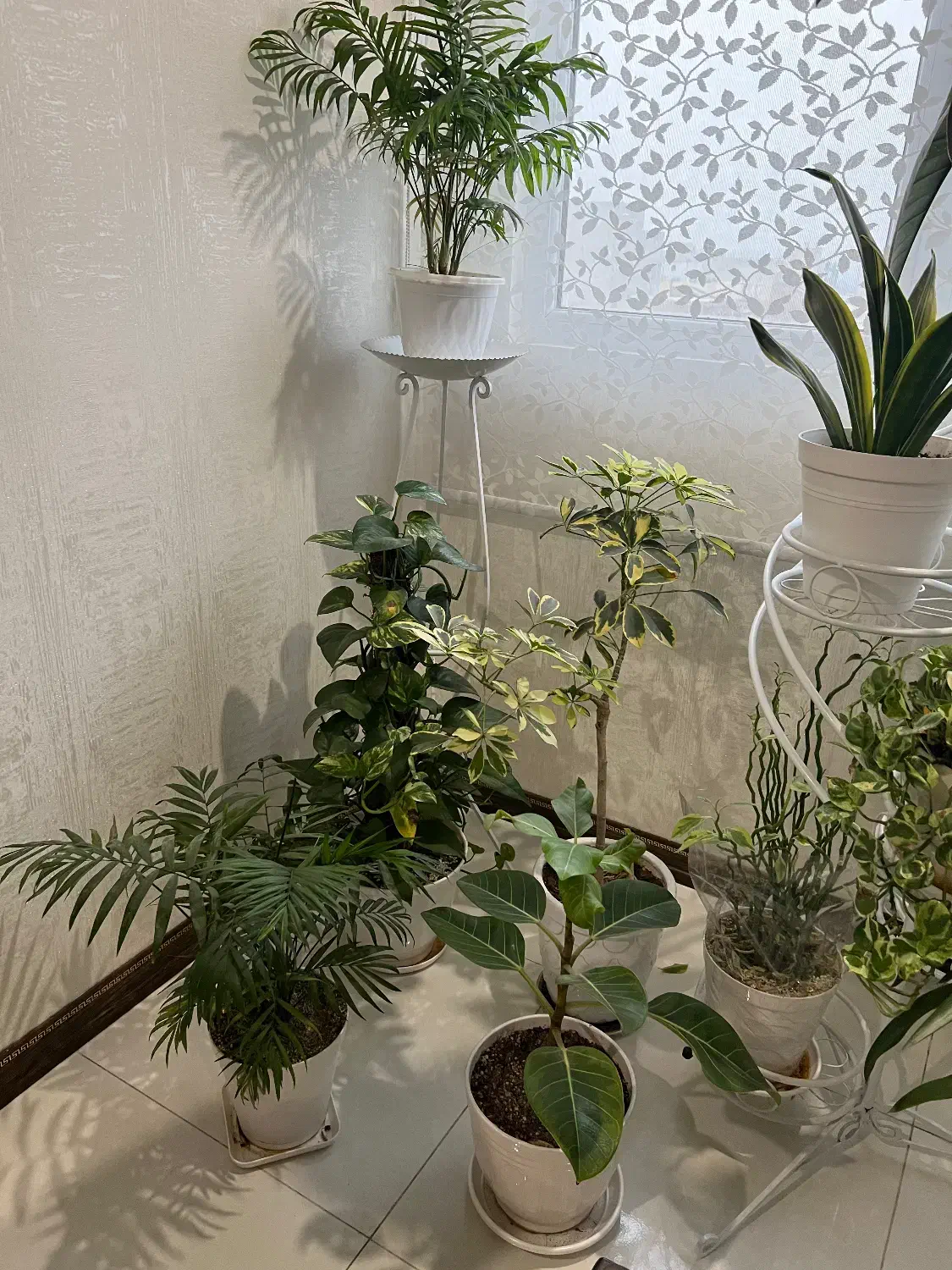 سه تا استند گلدان به همراه گلدان ها همگی سالم|گل و گیاه طبیعی|تهران, مشیریه|دیوار