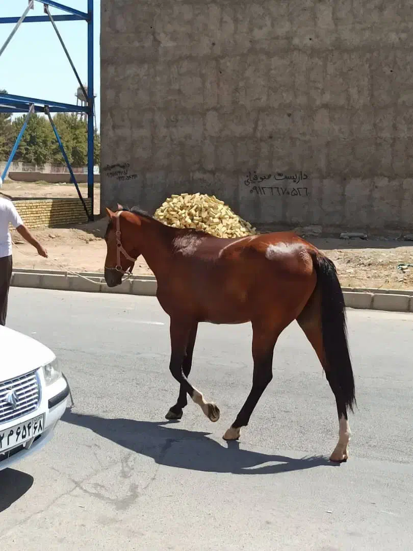 کره اسب نریان|اسب و تجهیزات اسبسواری|نظرآباد, رسالت|دیوار