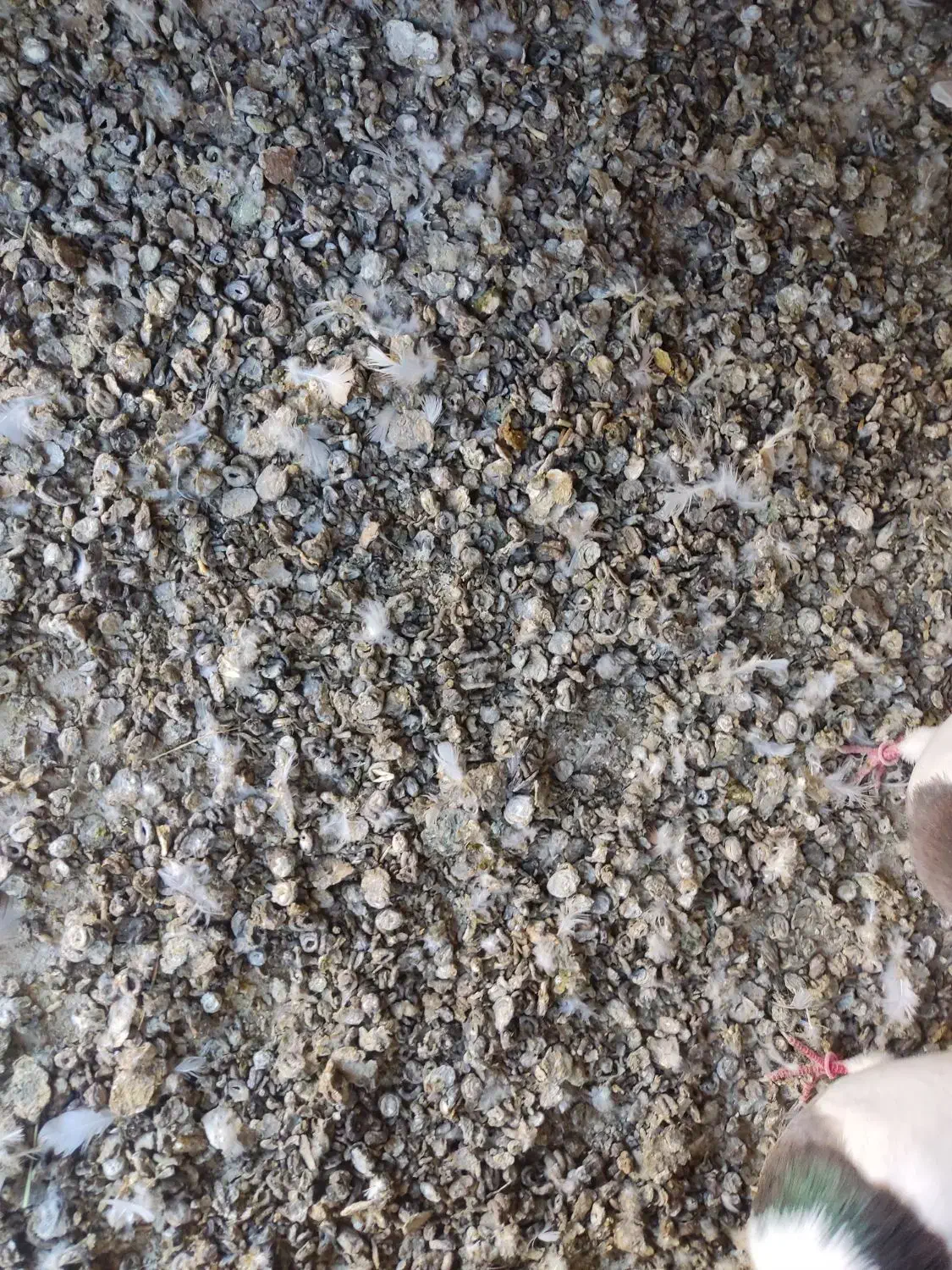 زل کبوتر وکود نرم وخشک گوسفند|گل و گیاه طبیعی|شراء, |دیوار