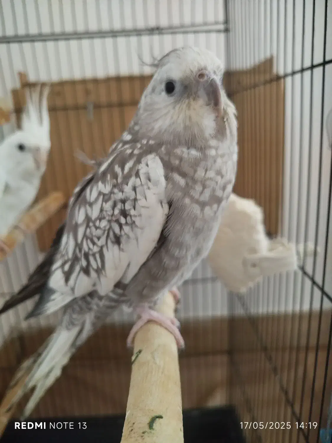 یک جفت عروس هلندی و یک جفت برزیلی|پرنده|بندر ترکمن, |دیوار