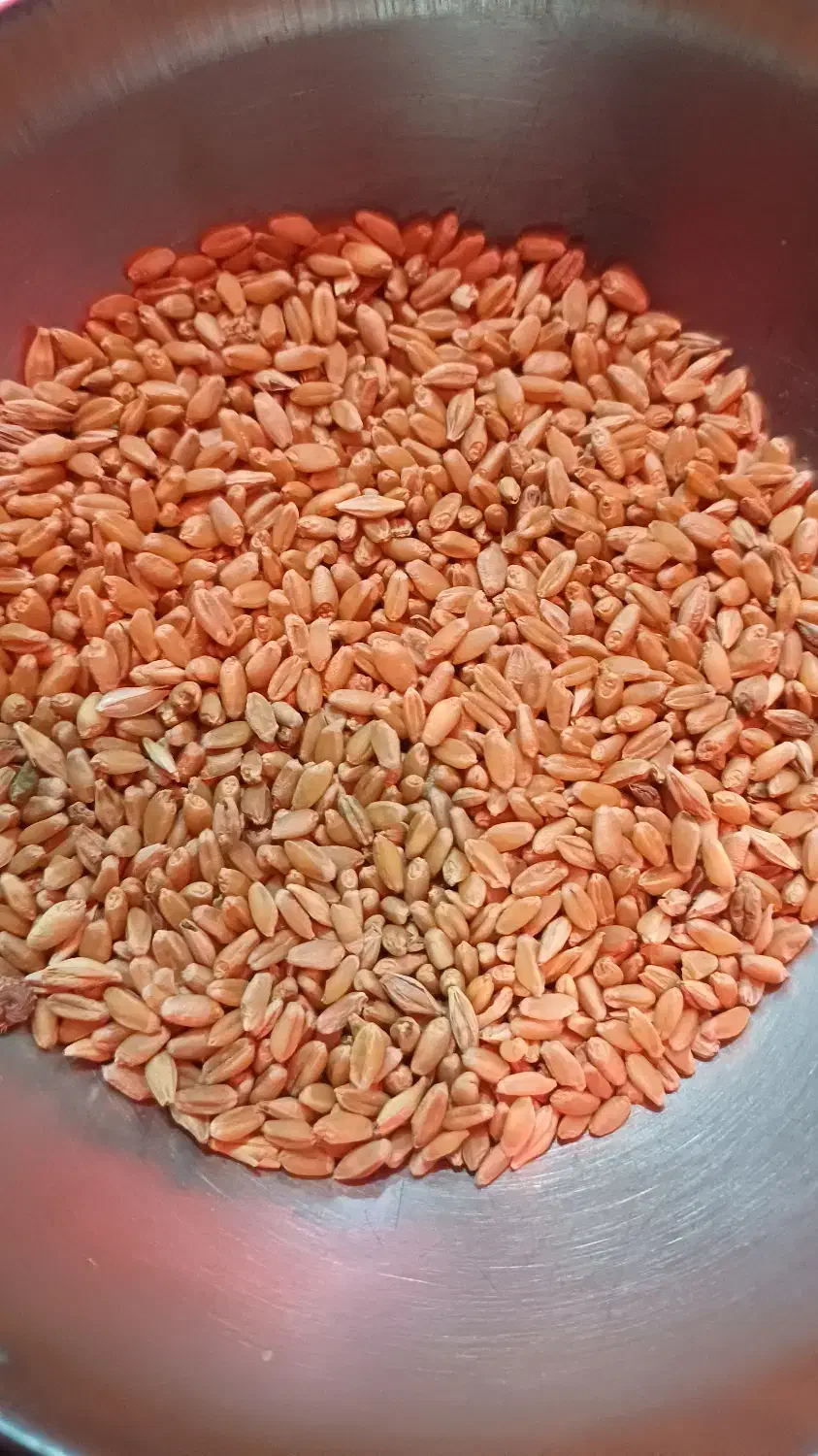 گندم|خدمات باغبانی و درختکاری|اهواز, دغاغله|دیوار
