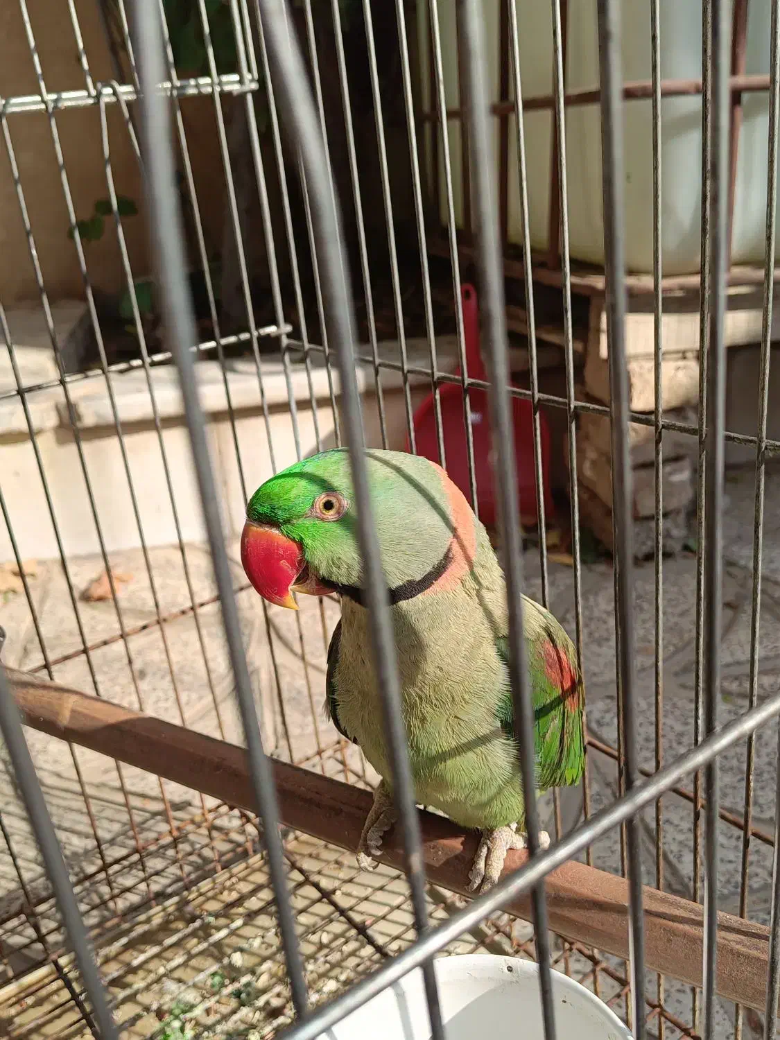 شاه طوطی نر|پرنده|فردوسیه, |دیوار