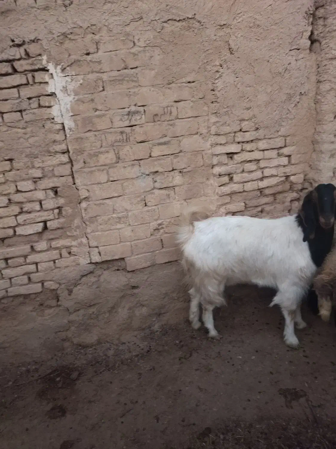 بز آبستن|حیوانات مزرعه|برخوار, |دیوار