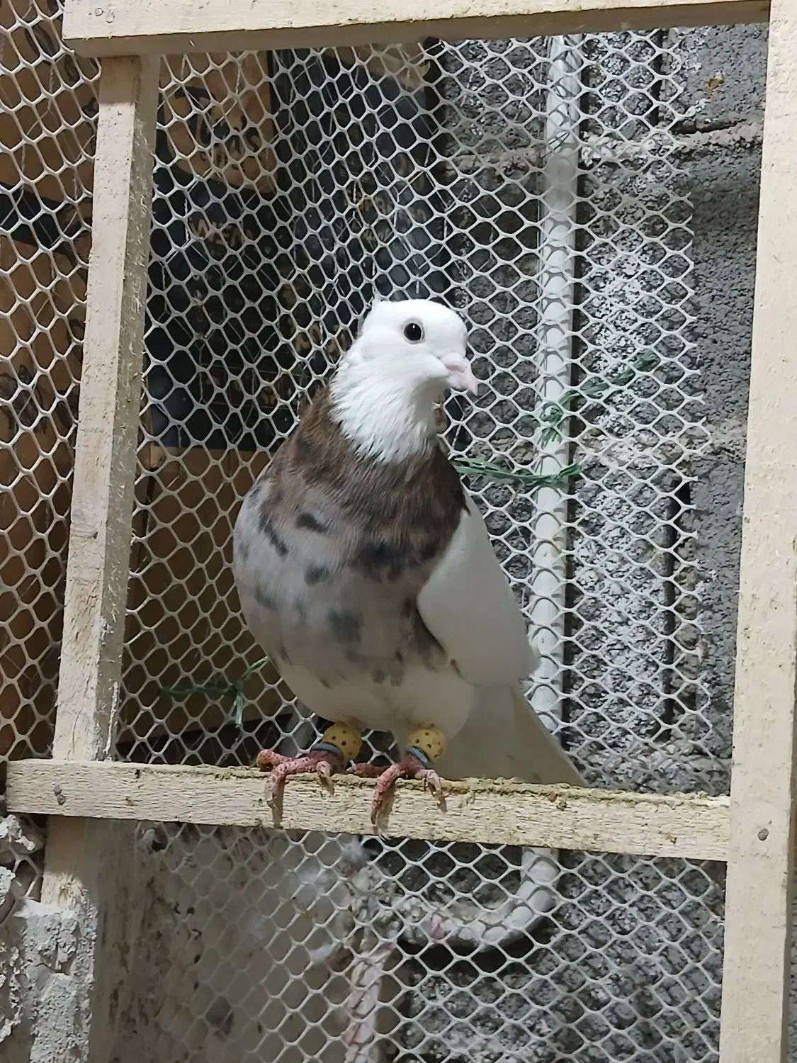 کبوتر طوقی زیل دمسفیدماده کبود شامی|پرنده|قزوین, |دیوار