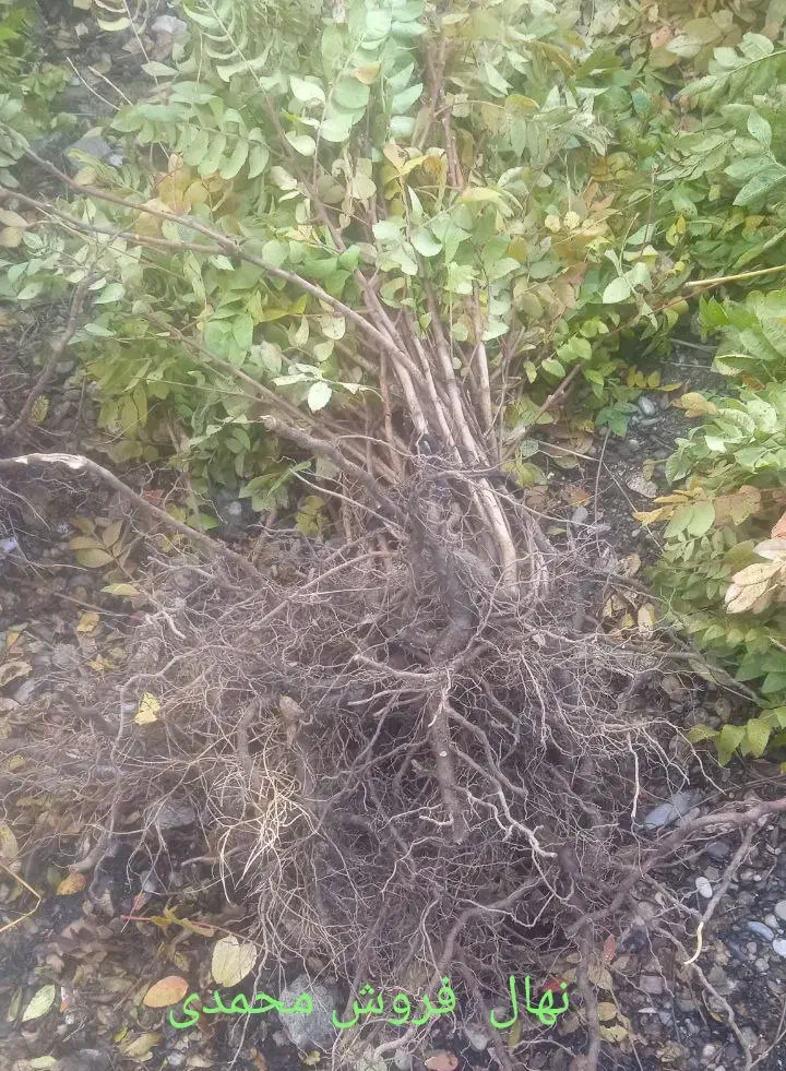 فروش نهال سماق وگردو ضمانتی سردشت|خدمات باغبانی و درختکاری|سردشت, |دیوار