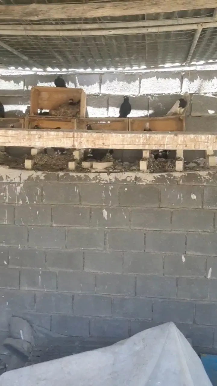 فروشی|پرنده|هندیجان, |دیوار