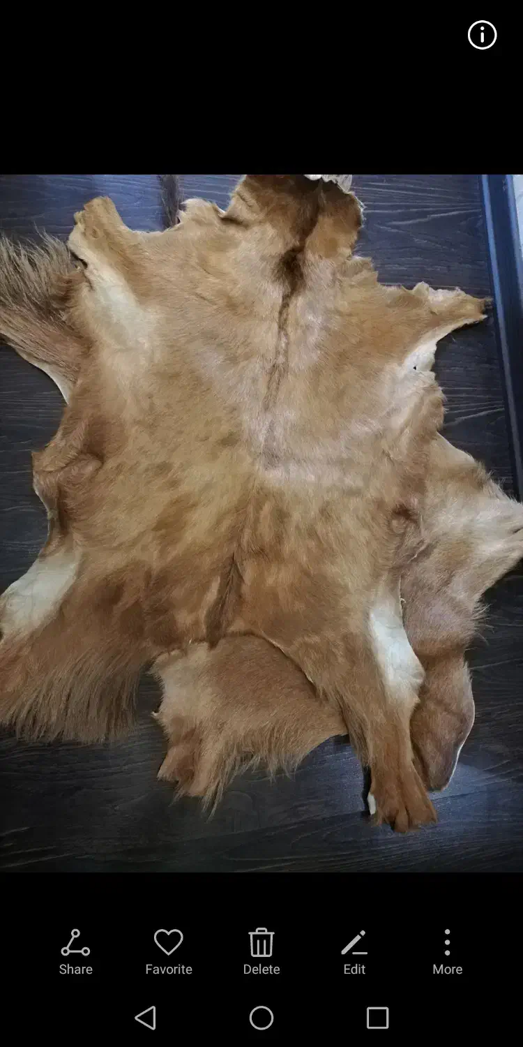 پوست چرم بز|فرش|بندر امام خمینی, |دیوار